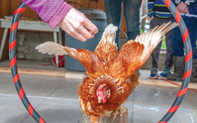 Gabriola chickens attempt to get  into Guinness Book of World Records